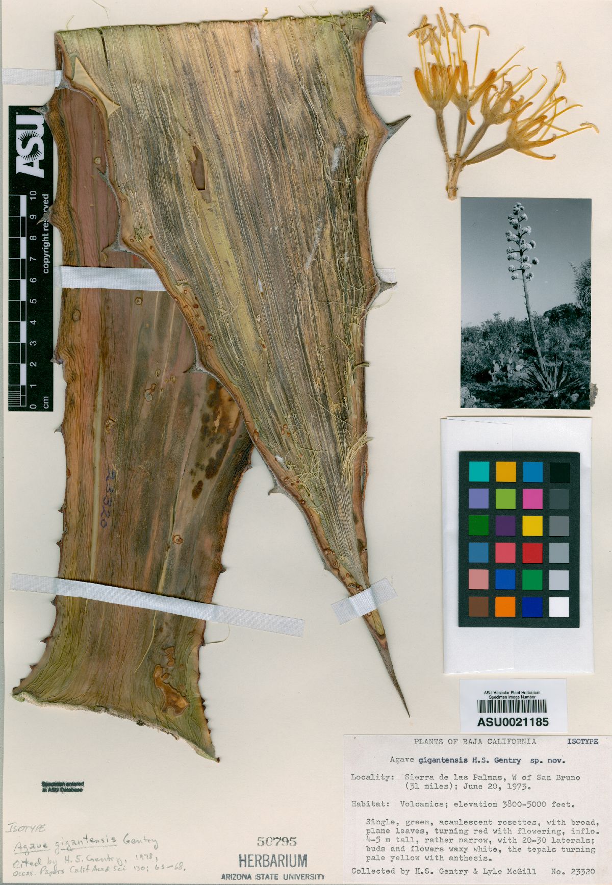 Agave gigantensis image