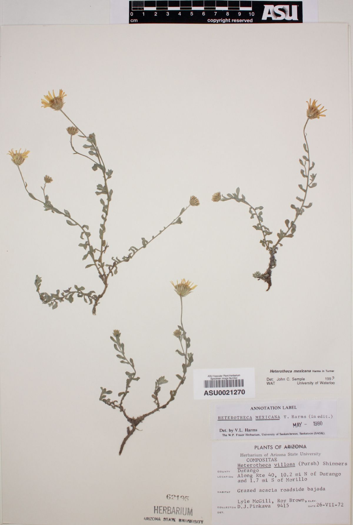 Heterotheca mexicana image