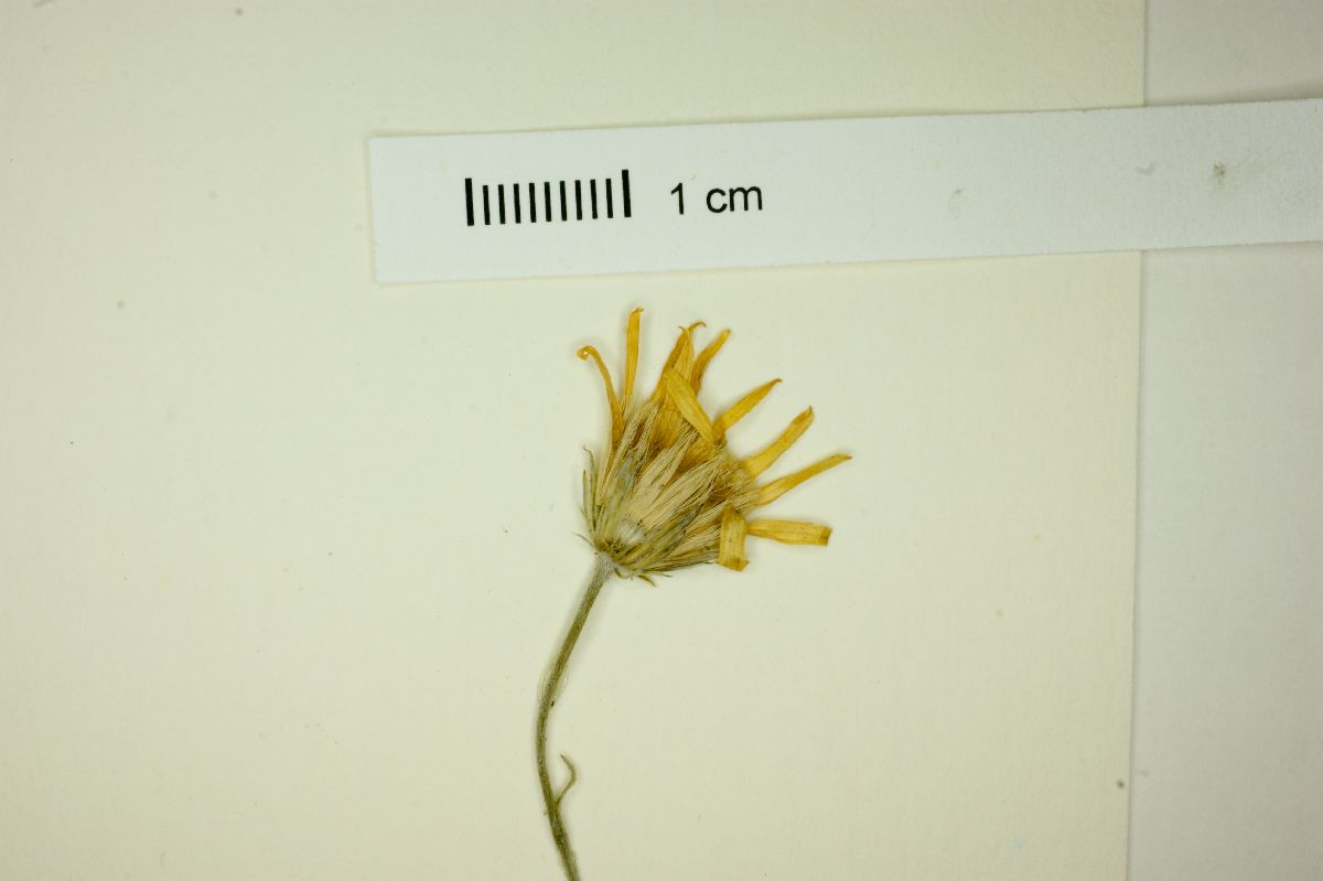 Heterotheca mexicana image