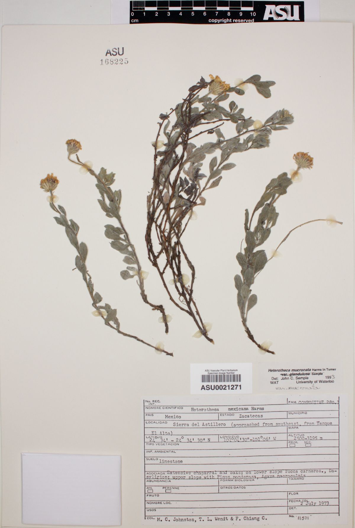 Heterotheca mucronata image