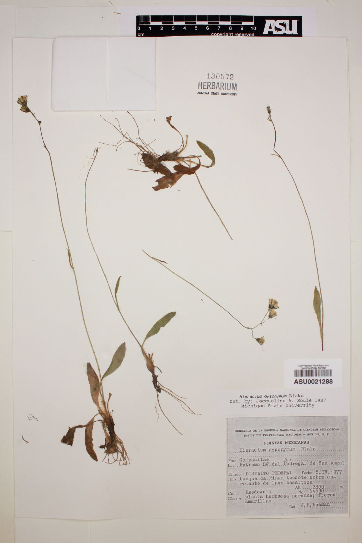 Hieracium dysonymum image