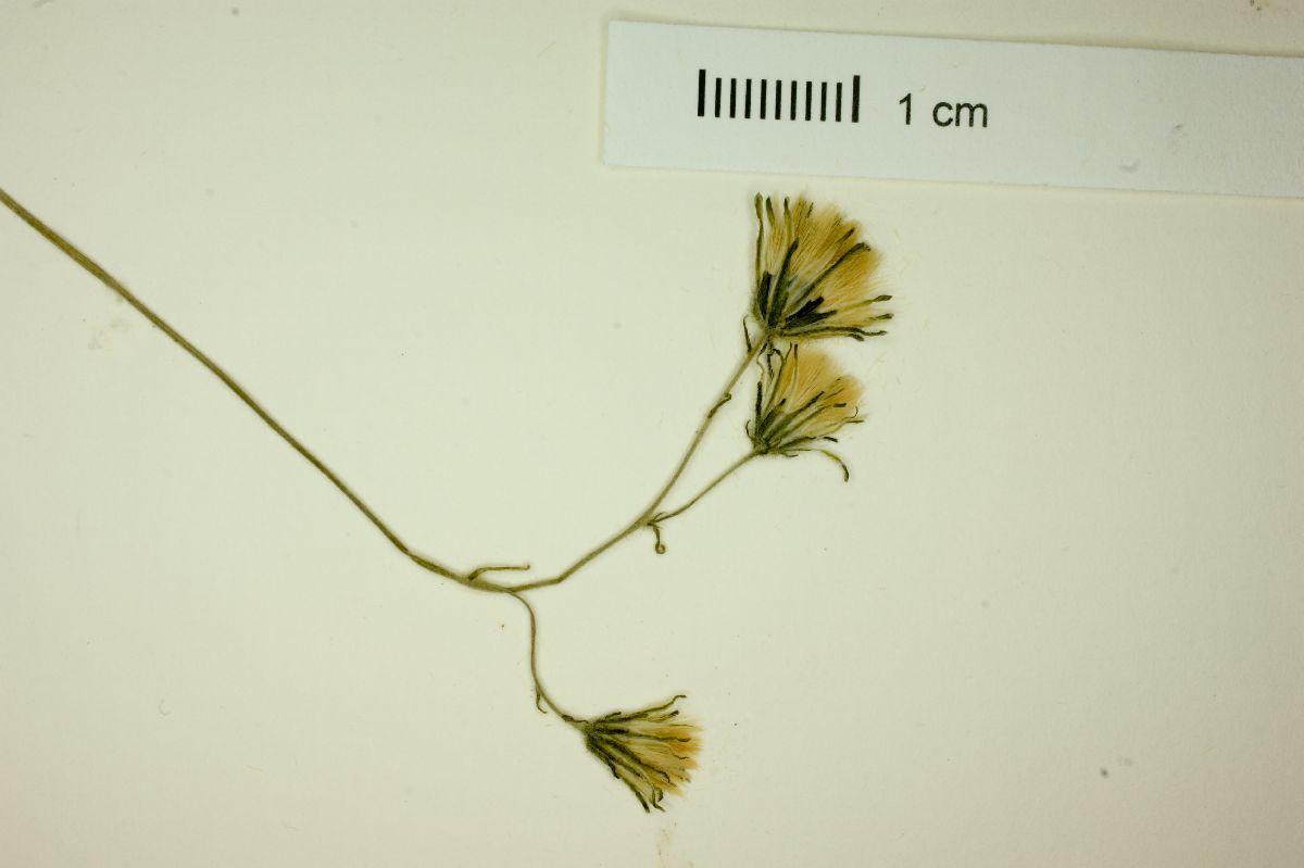 Hieracium dysonymum image