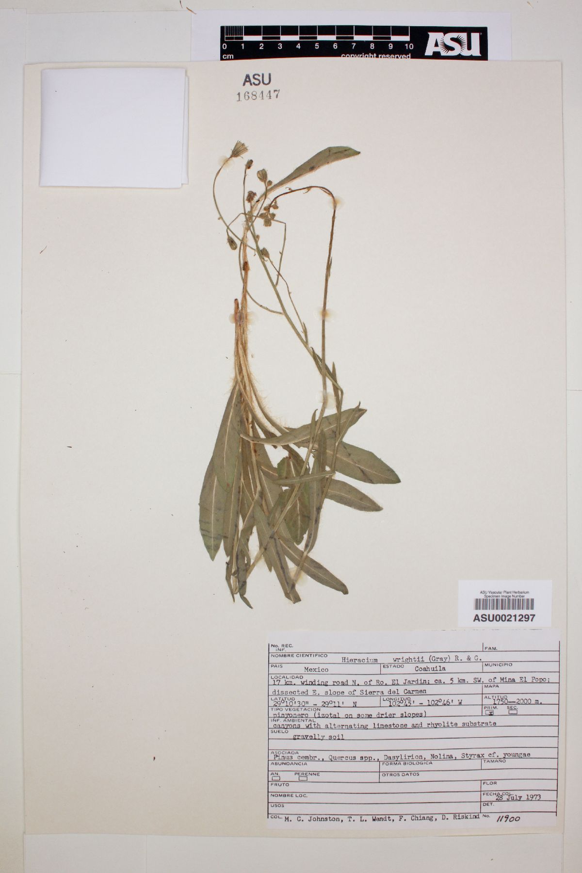 Hieracium wrightii image