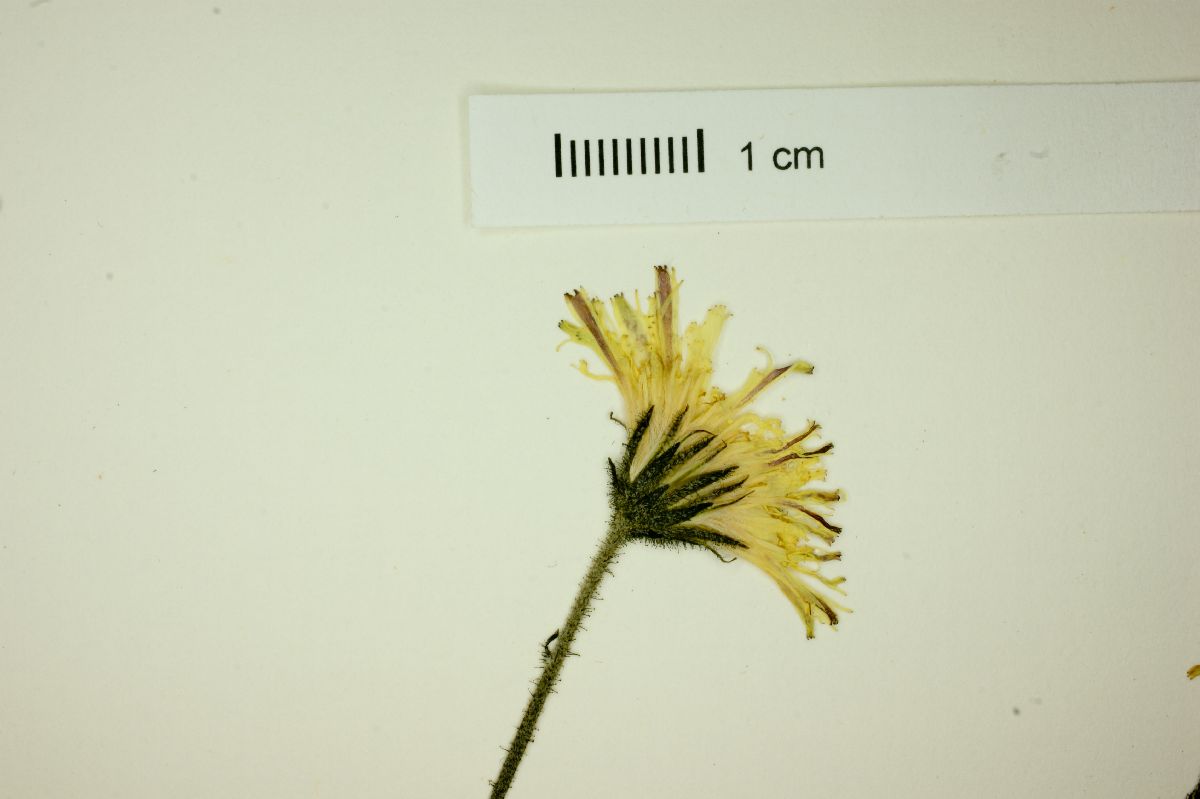 Hieracium pilosella image