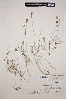 Hofmeisteria fasciculata image