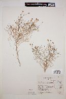 Hofmeisteria filifolia image