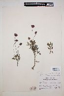 Hofmeisteria urenifolia image