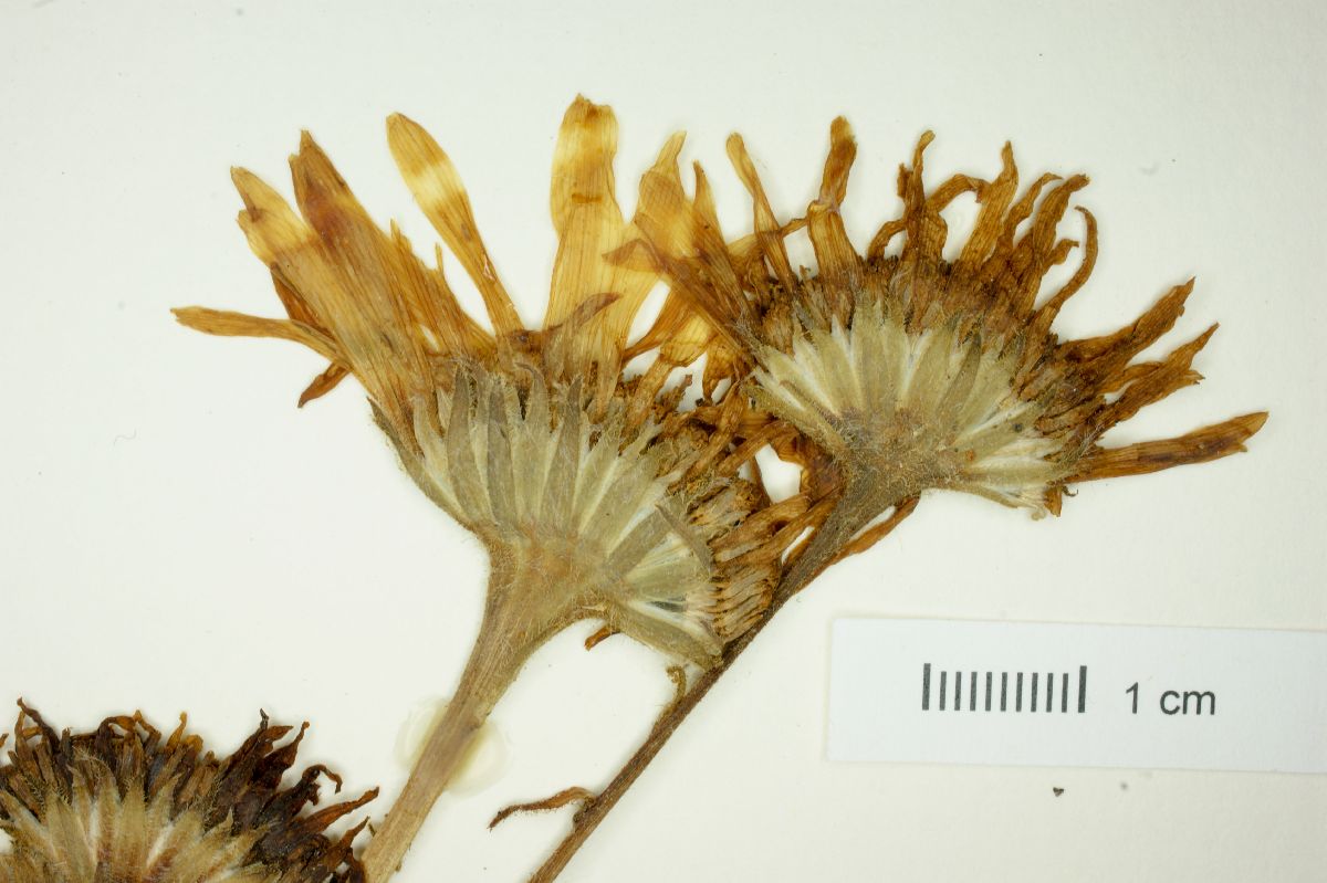 Hulsea mexicana image
