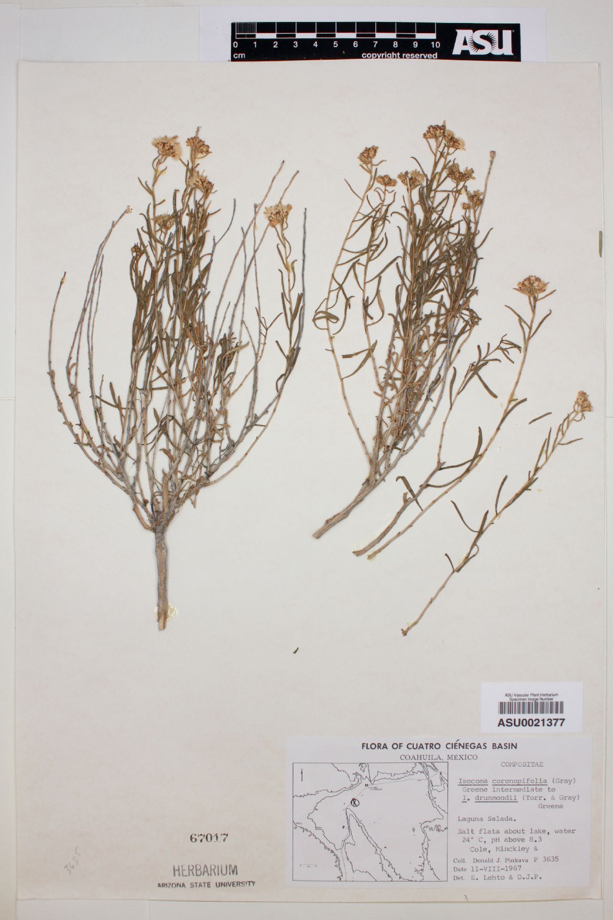 Isocoma coronopifolia image