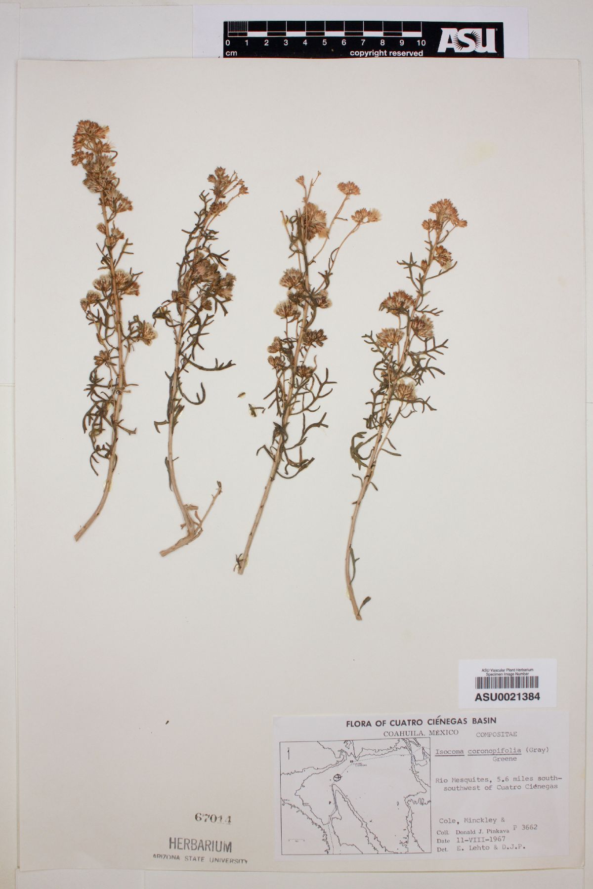 Isocoma coronopifolia image
