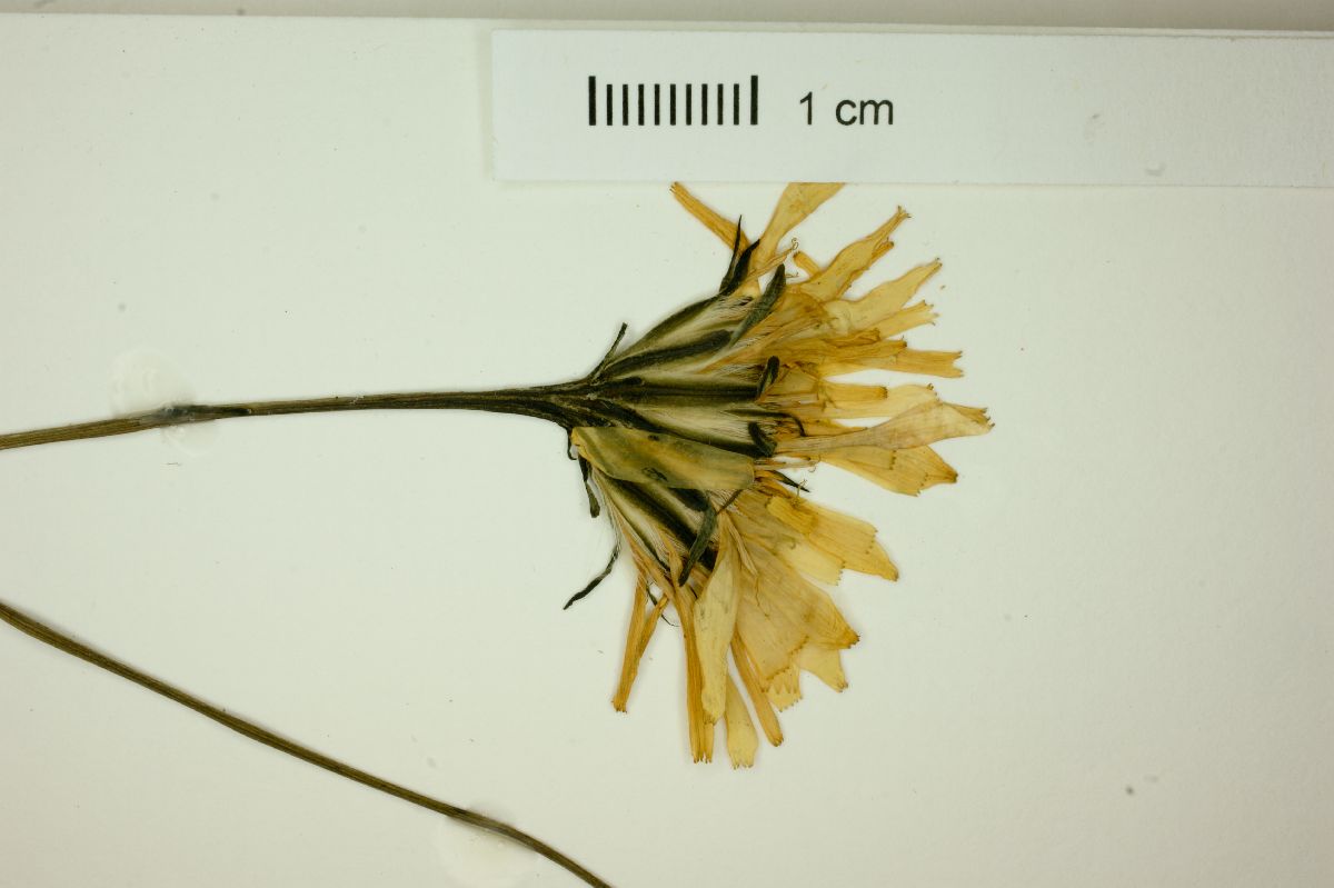 Hypochaeris lutea image