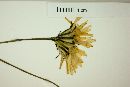 Hypochaeris lutea image