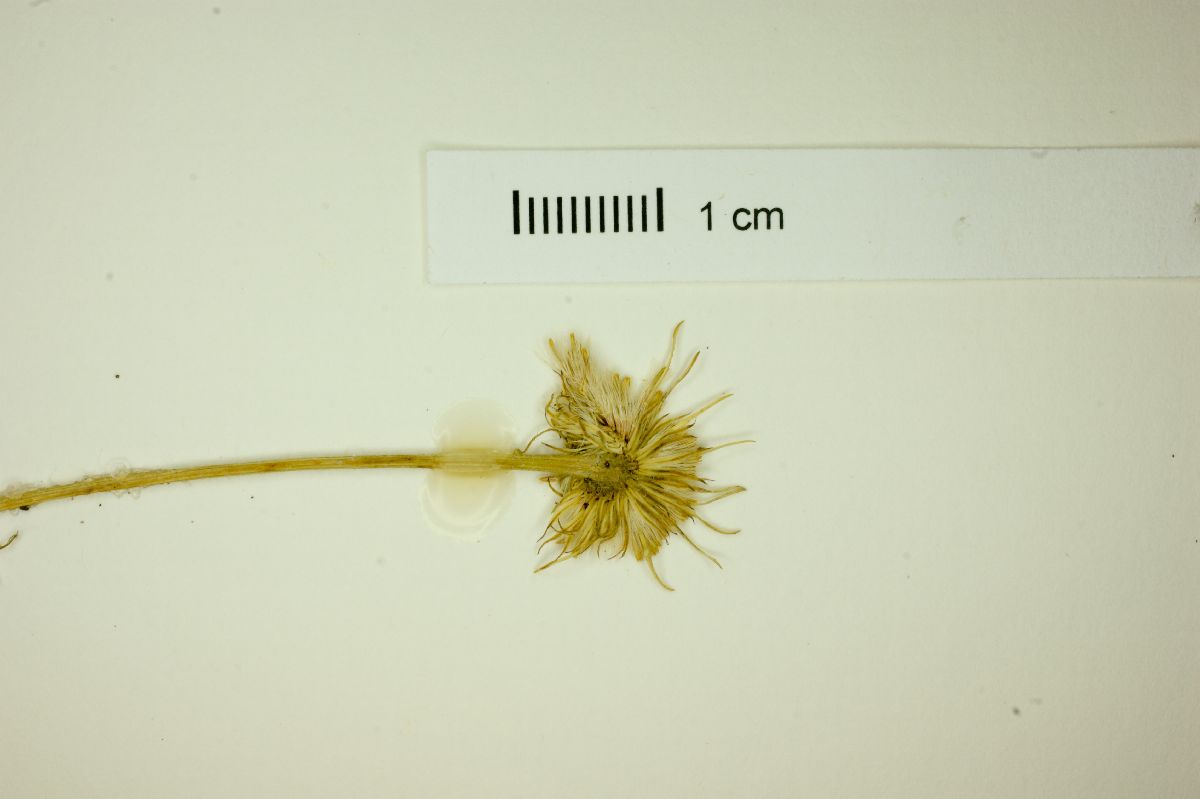 Hysterionica filiformis image