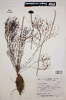 Isostigma crithmifolium image