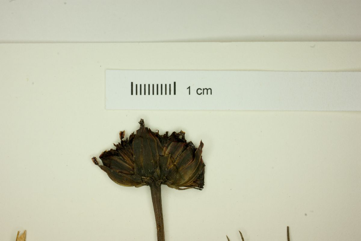 Isostigma crithmifolium image