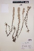 Laennecia gnaphalioides image