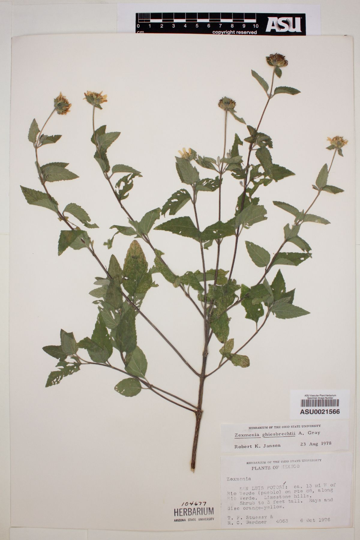 Zexmenia ghiesbrechtii image