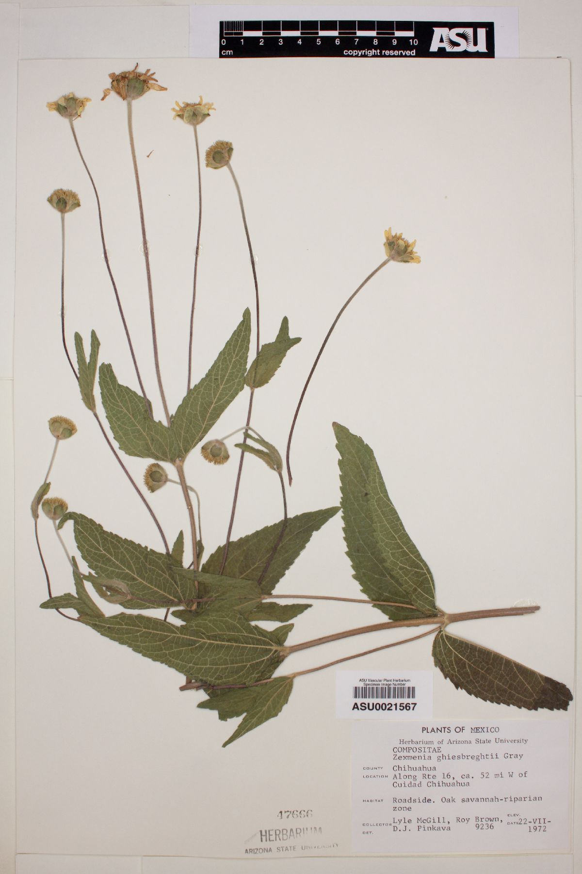 Zexmenia ghiesbrechtii image