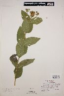 Lasianthaea jaliscensis image
