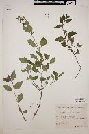 Scutellaria coerulea image