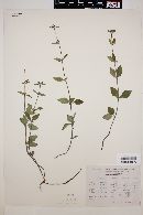 Scutellaria coerulea image