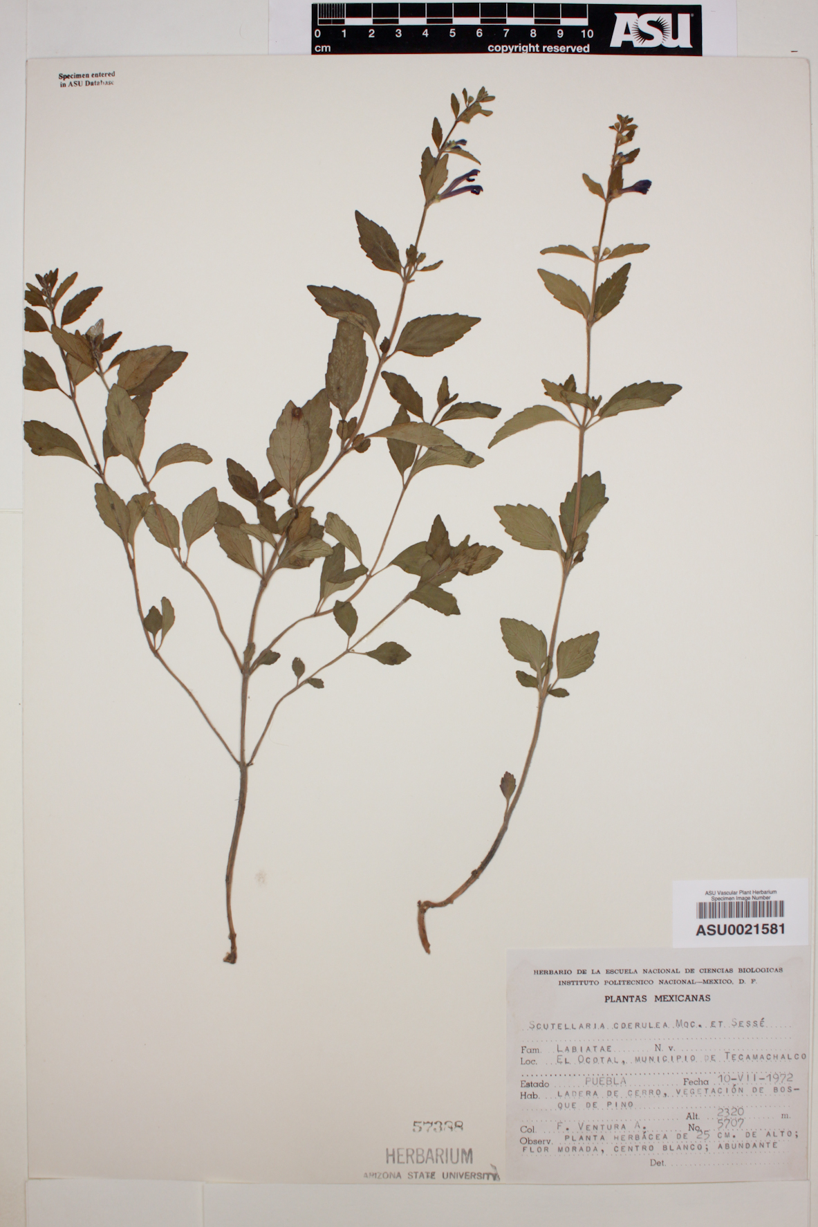 Scutellaria coerulea image