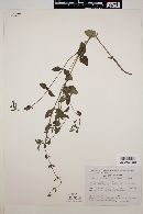 Scutellaria coerulea image