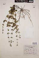Scutellaria coerulea image