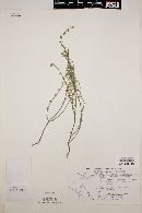 Scutellaria microphylla image