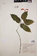 Scutellaria mociniana image