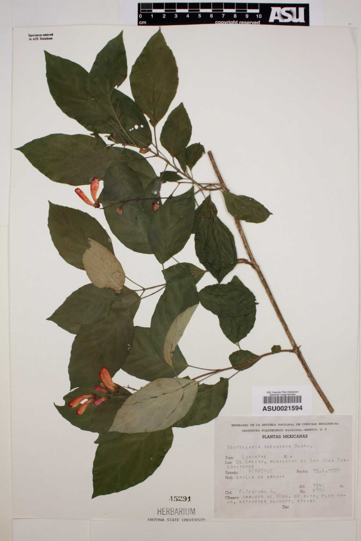 Scutellaria mociniana image