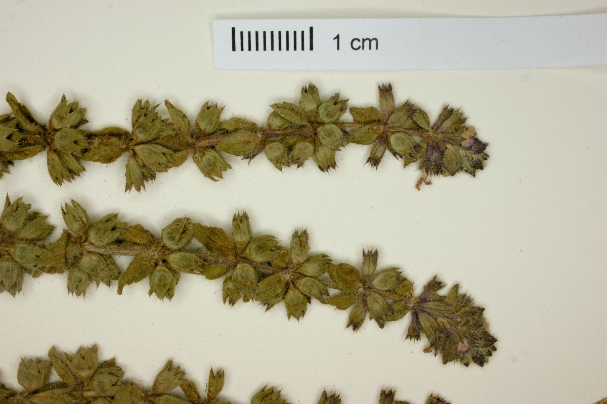 Stachys eriantha image