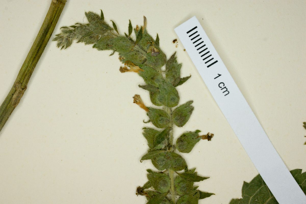 Teucrium vesicarium image