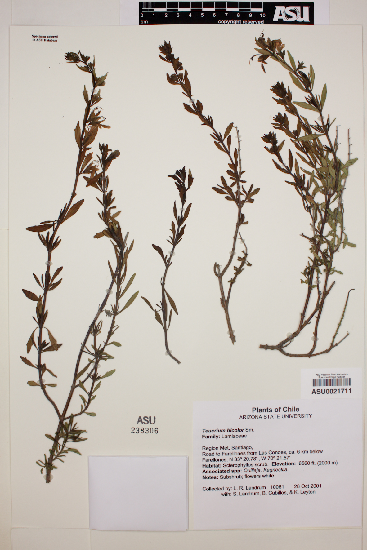 Teucrium bicolor image