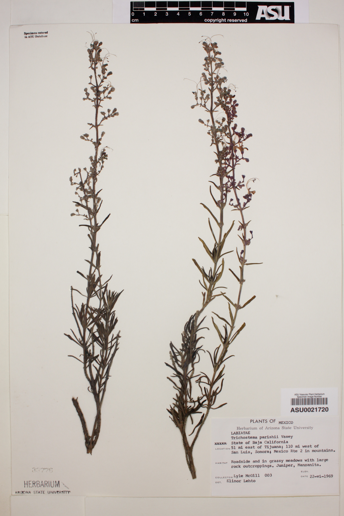 Trichostema parishii image