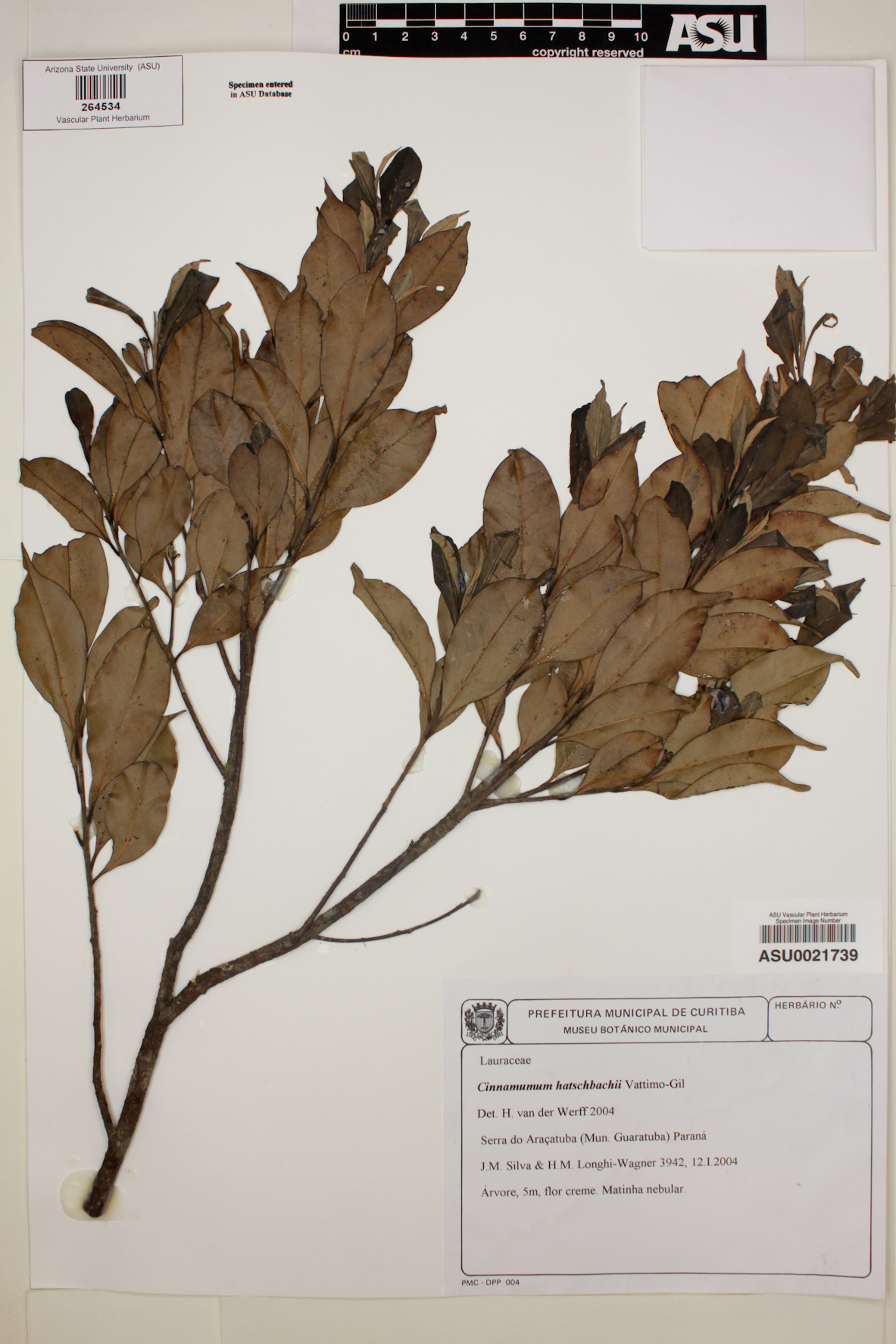 Cinnamomum hatschbachii image