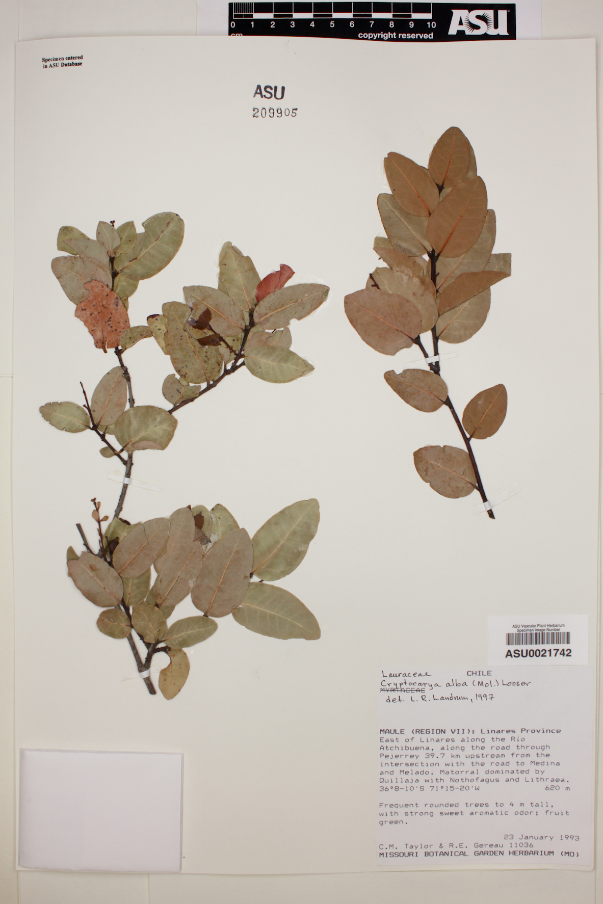 Cryptocarya alba image