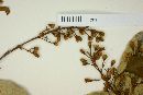 Cryptocarya alba image