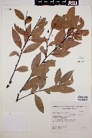 Cryptocarya aschersoniana image