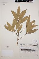 Endlicheria paniculata image