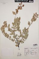 Image of Litsea parvifolia