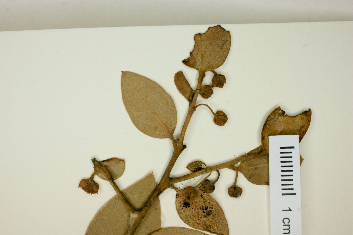 Litsea parvifolia image