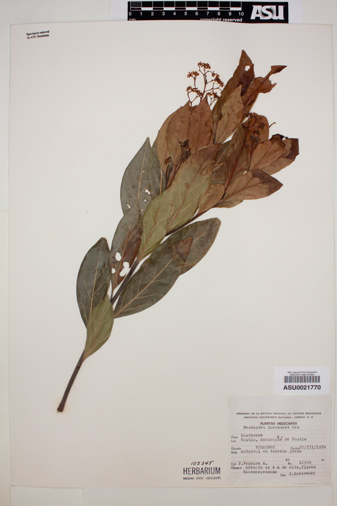 Nectandra loesenerii image