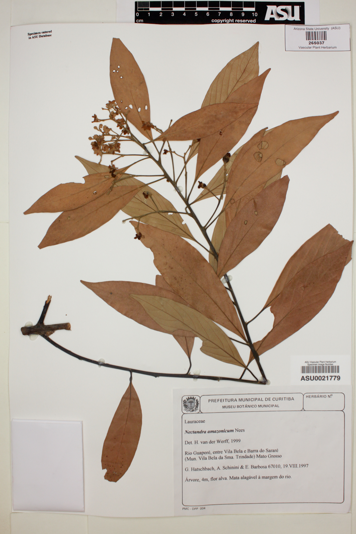 Nectandra amazonicum image