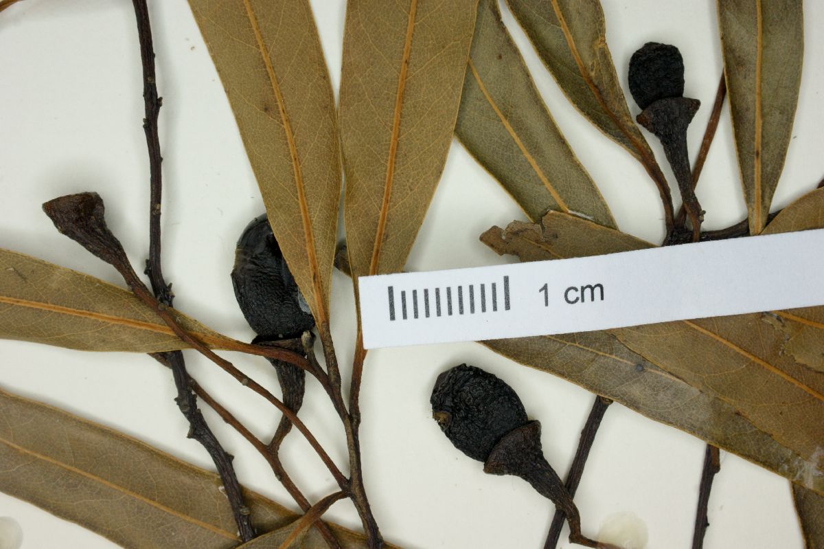 Nectandra angustifolia image