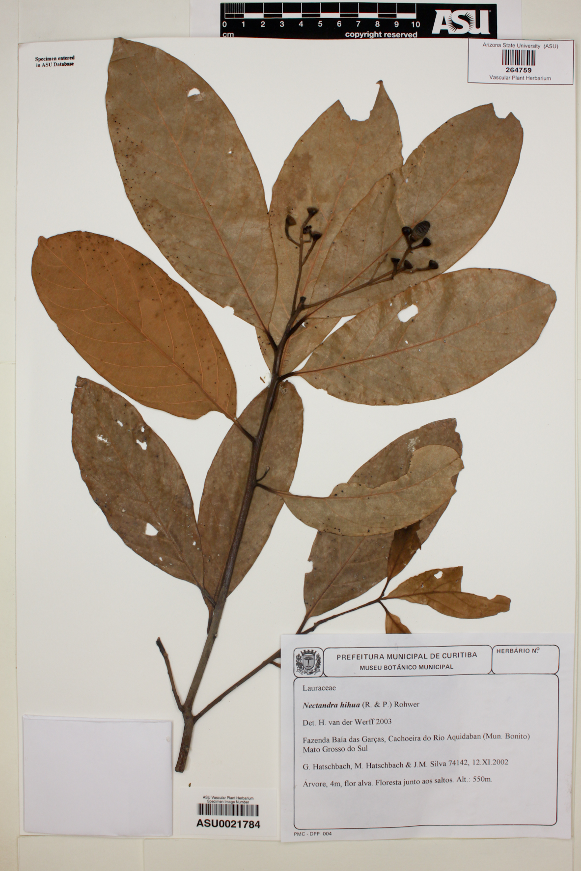 Sassafridium macrophyllum image