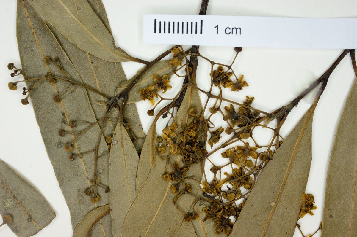 Nectandra microcarpa image