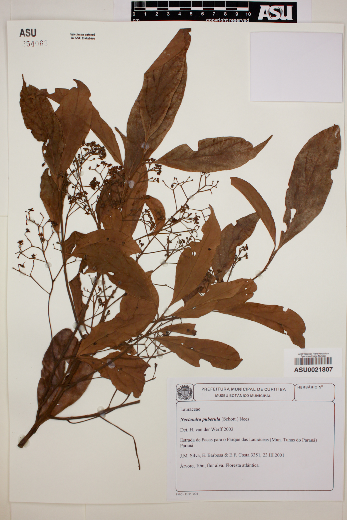 Nectandra puberula image