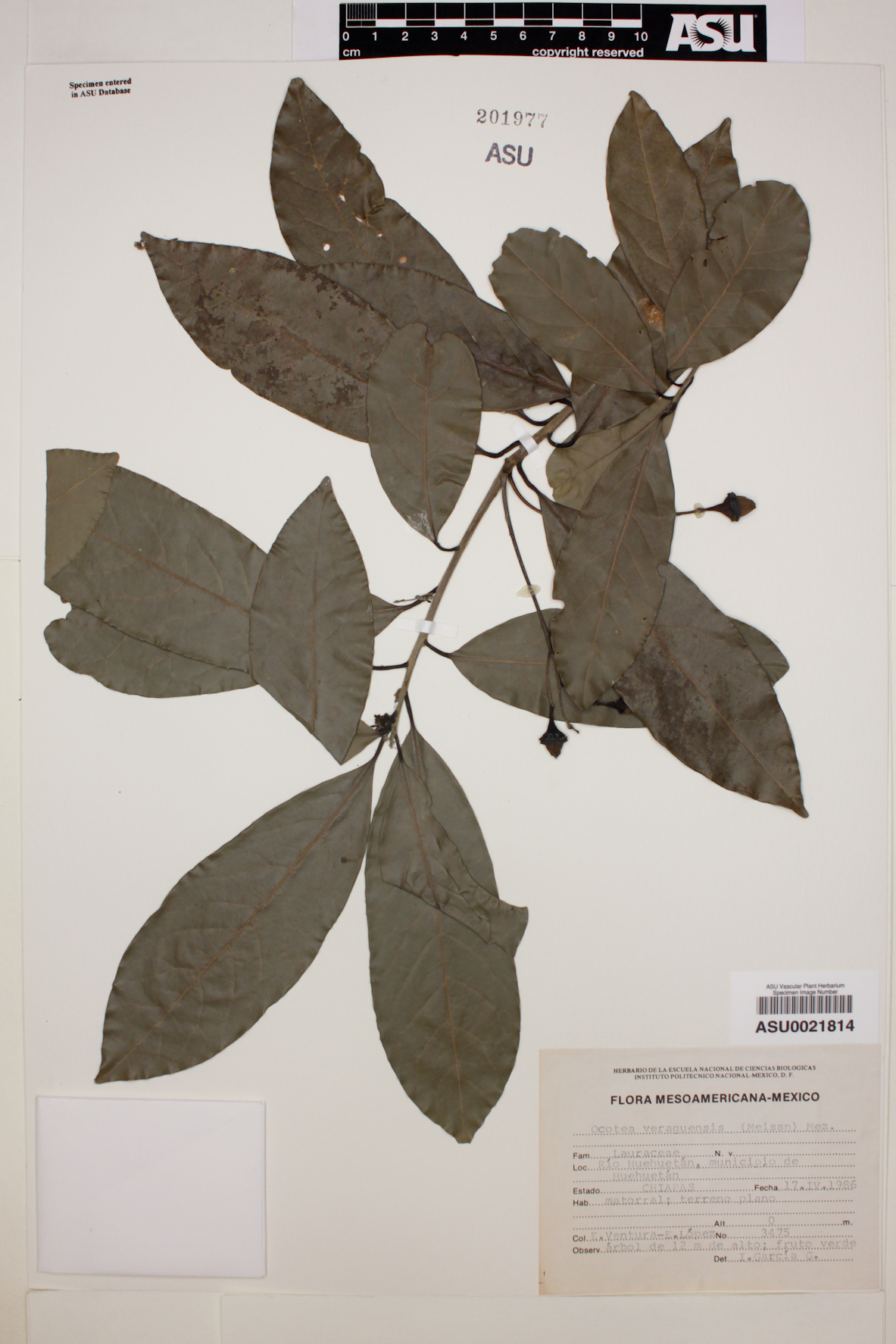 Ocotea veraguensis image