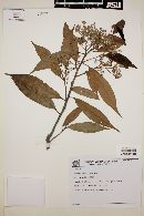 Ocotea aciphylla image